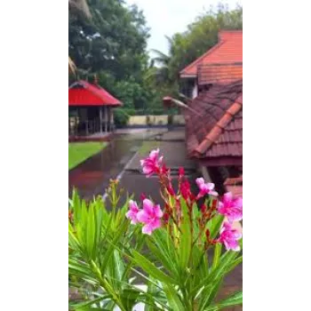 Top Arali Flowers 1a-arali flower-1345153-47880.webp